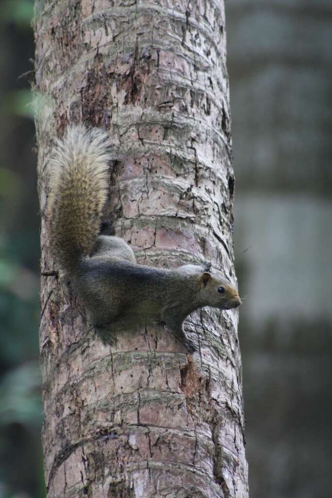 Image of Pallas's Squirrel