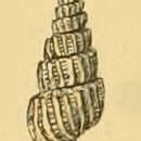 Image de Pyrgiscus jeffreysii (Jeffreys 1848)