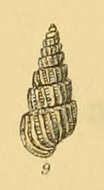 Image de Pyrgiscus jeffreysii (Jeffreys 1848)