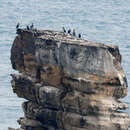 صورة Phalacrocorax capillatus (Temminck & Schlegel 1850)