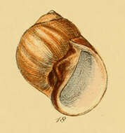 Image de Euspira fusca (Blainville 1825)