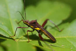 Image of brown bean bug