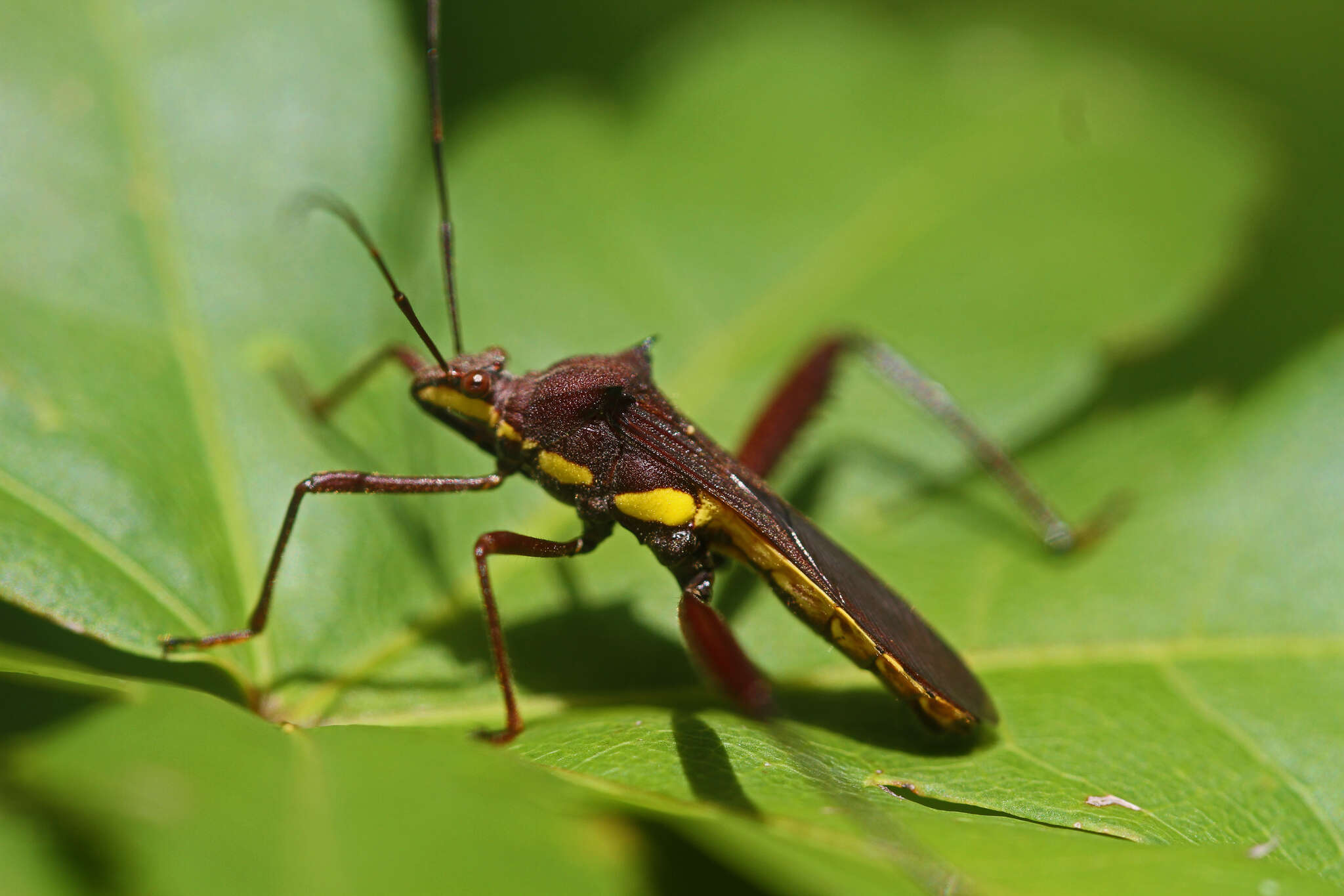 Image of brown bean bug