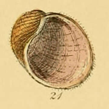 Image of smooth lamellaria