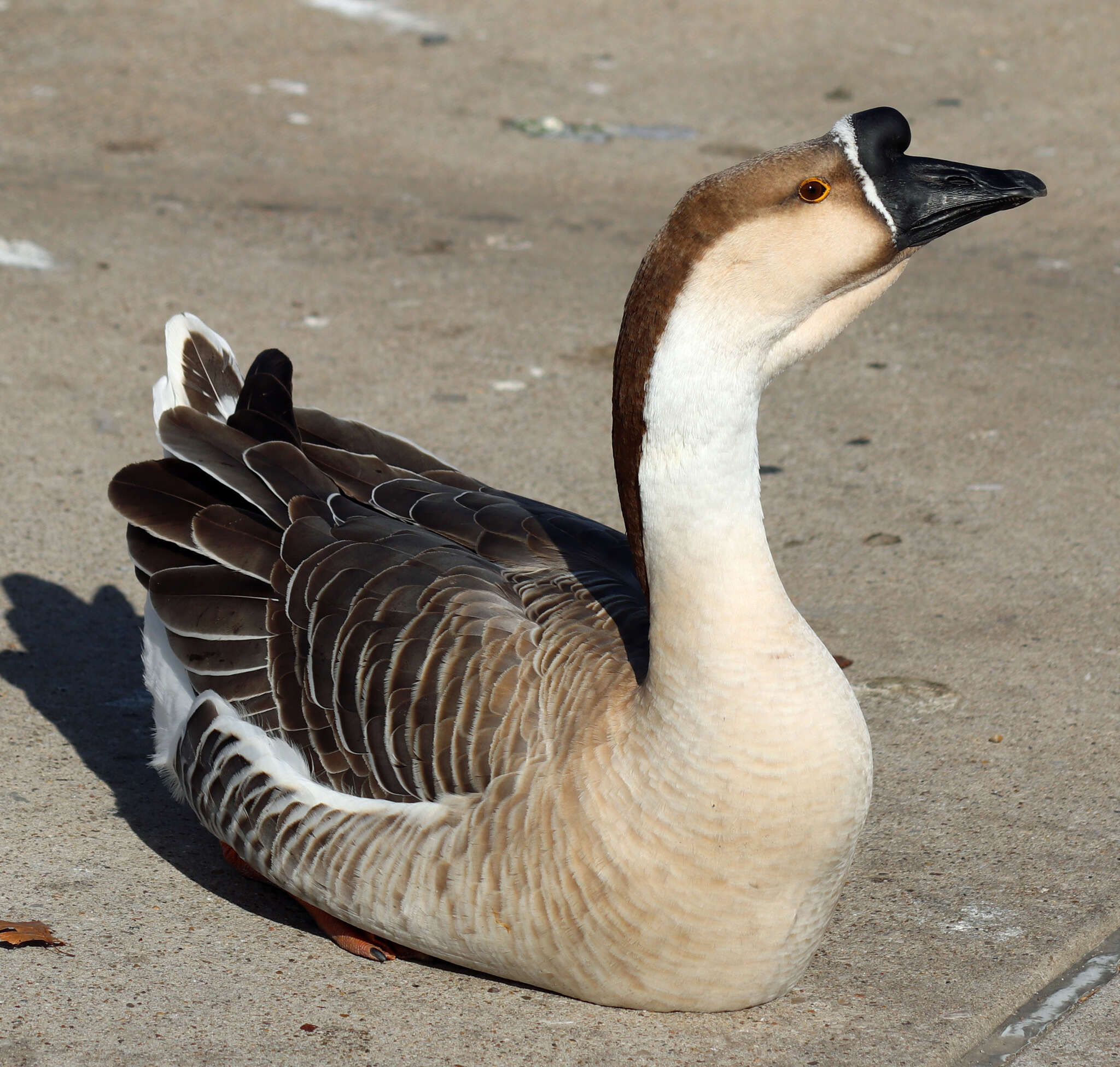 Image of Swan Goose