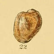 Image of oblique lamellaria