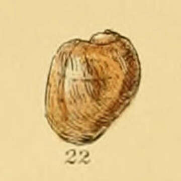 Imagem de Velutina plicatilis (O. F. Müller 1776)