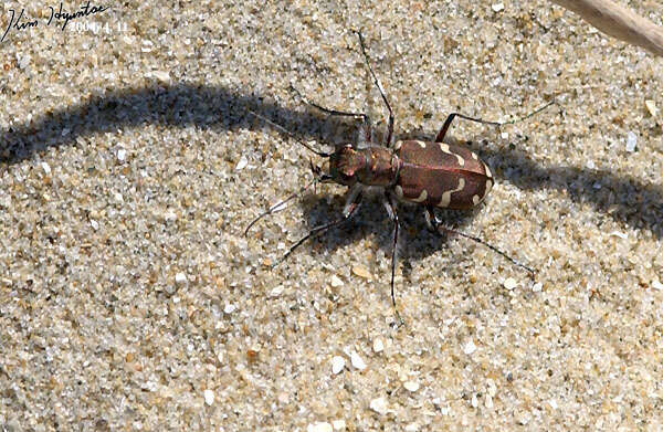 Image of Cicindela (Cicindela) transbaicalica Motschulsky 1844