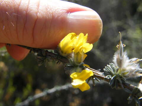 Image of Aspalathus quinquefolia subsp. quinquefolia