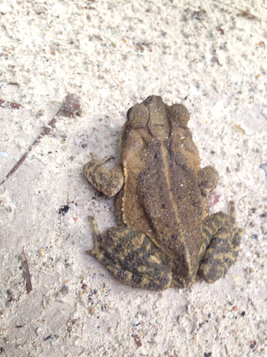 Image of Gulf Coast toad