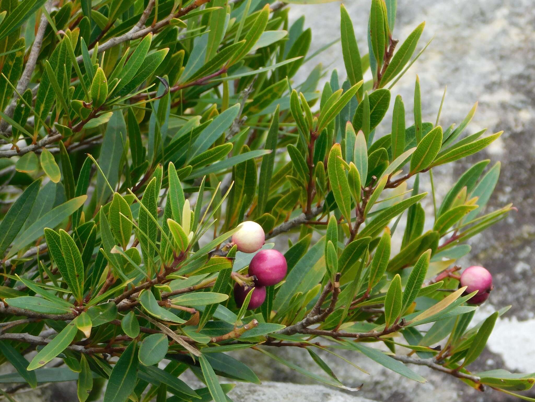 Syzygium pondoense Engl. resmi