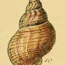 Imagem de Buccinum ciliatum (Fabricius 1780)