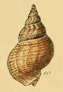 Image of Buccinum ciliatum (Fabricius 1780)