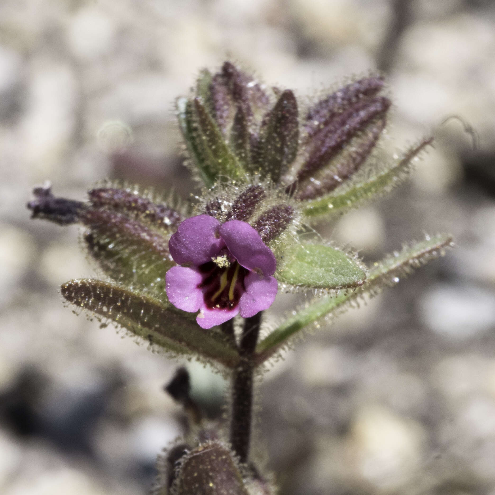 Image of Rattan's monkeyflower