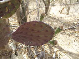 Image of Opuntia bravoana E. M. Baxter