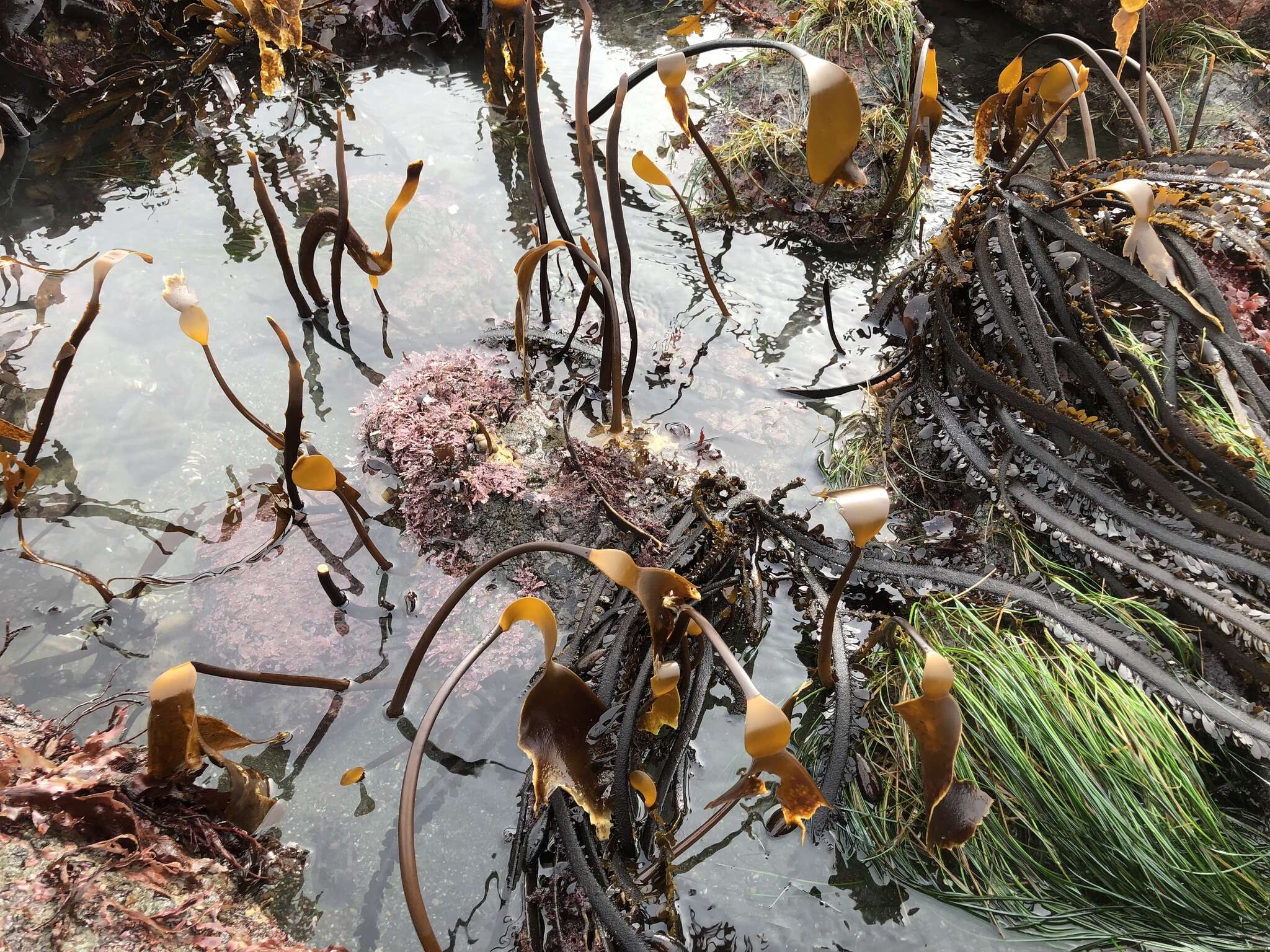 Image de Laminaria setchellii