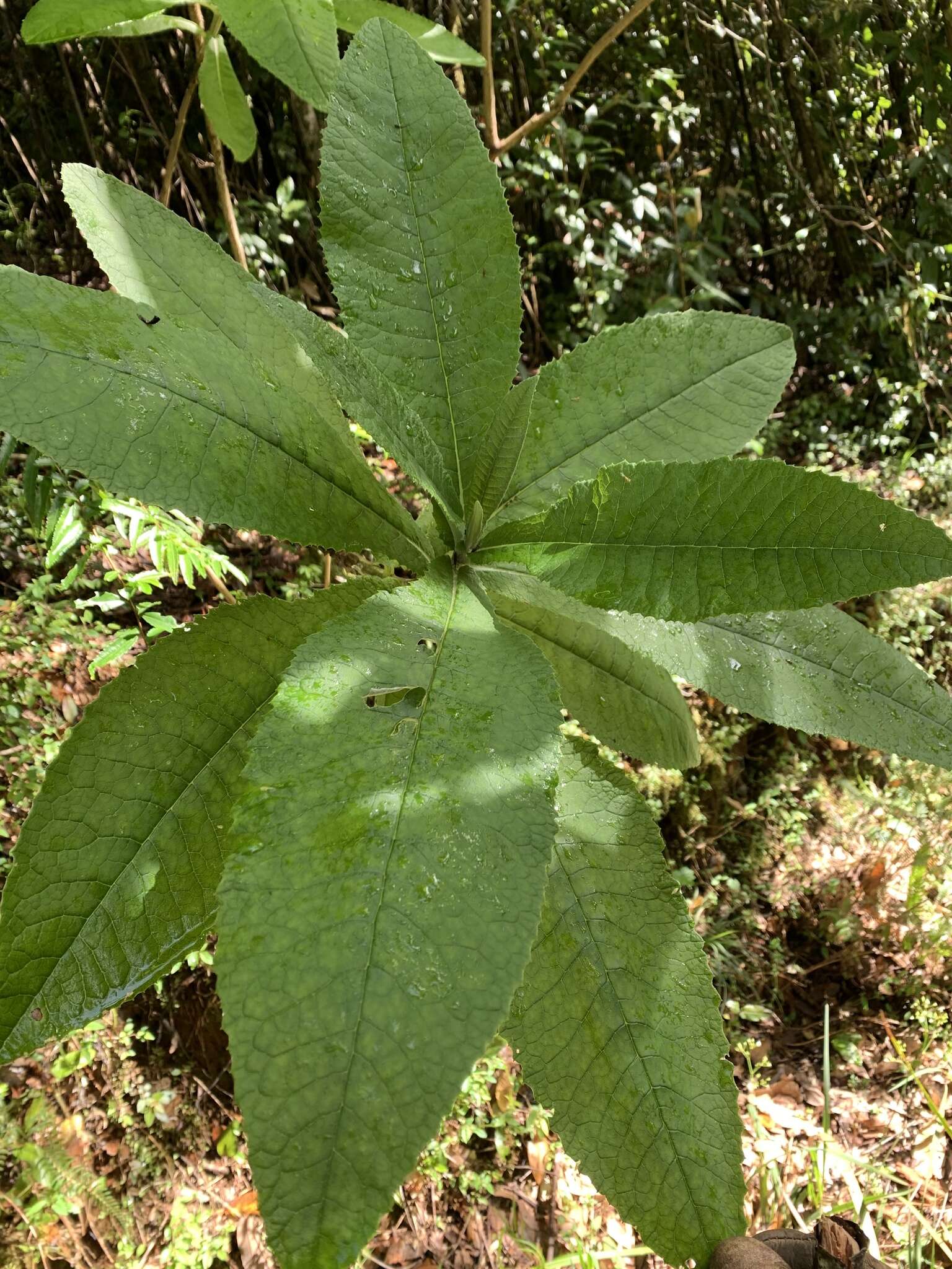 Image of Acrisione cymosa (Remy) B. Nord.