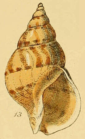 Image of Buccinum humphreysianum Bennett 1824