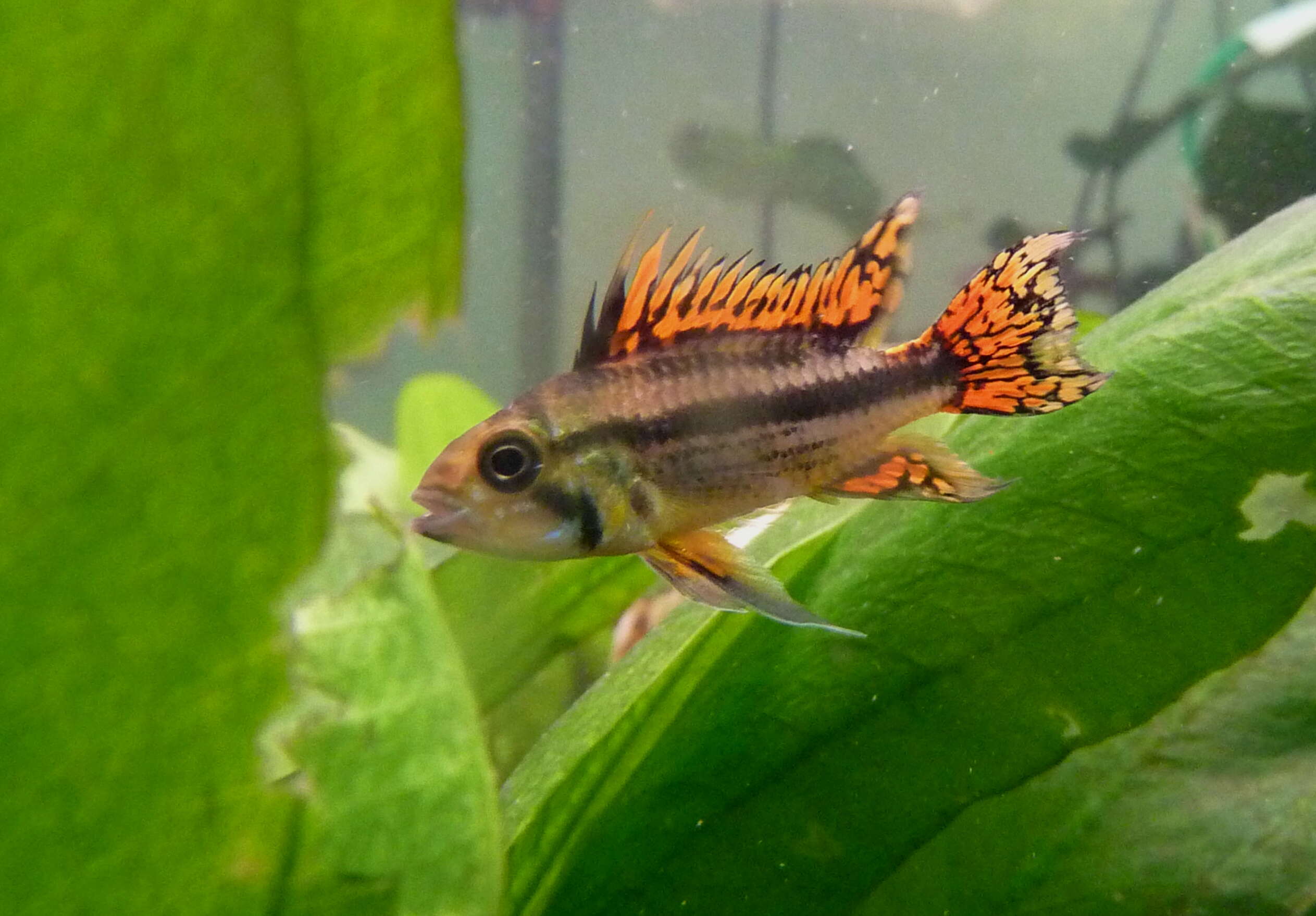 Image of Cockatoo Dwarf Cichlid