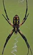 Image of Black-and-Yellow Argiope