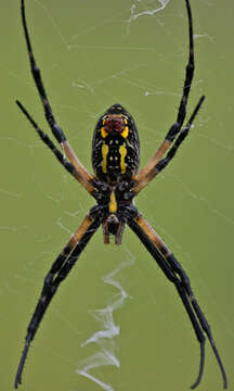 Image of Black-and-Yellow Argiope