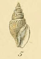 Image de Curtitoma trevelliana (W. Turton 1834)