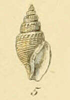 Image de Curtitoma trevelliana (W. Turton 1834)