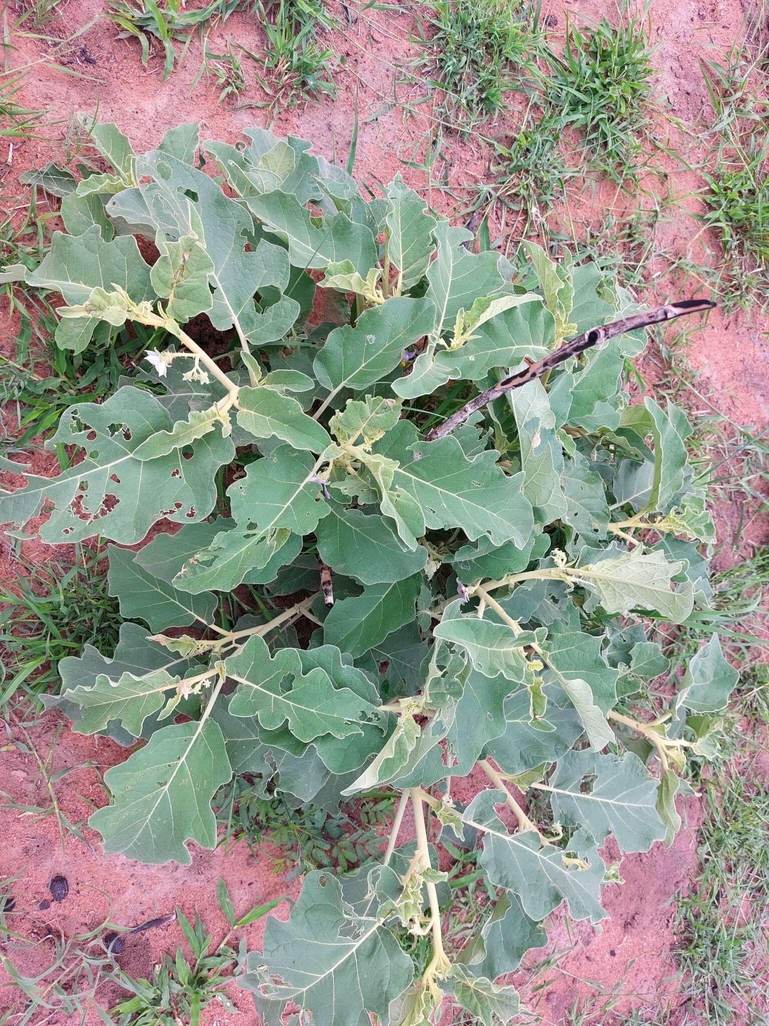 Image of Solanum lichtensteinii Willd.