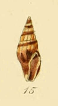 Image of Bela zonata (Locard 1891)