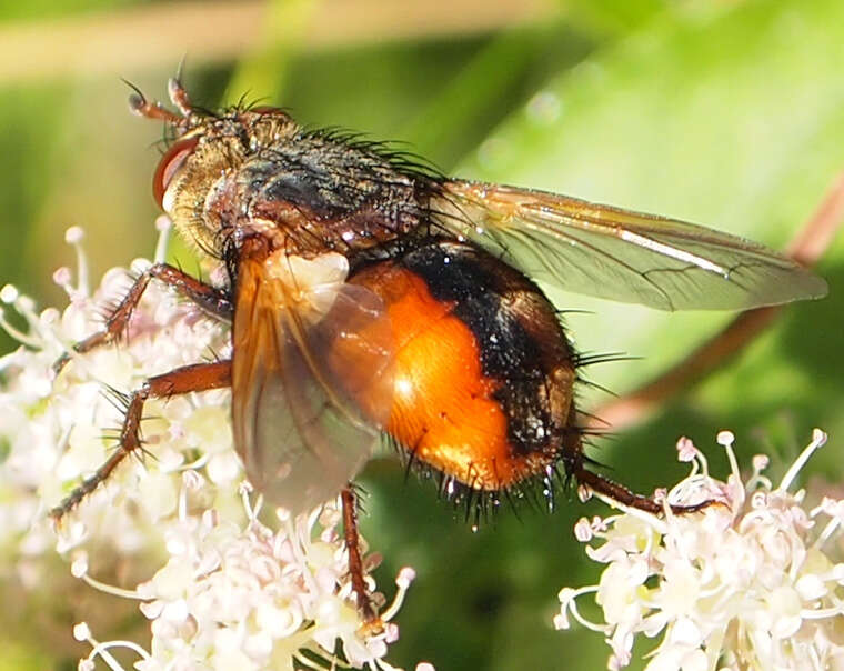 Image of Tachina fera (Linnaeus 1761)