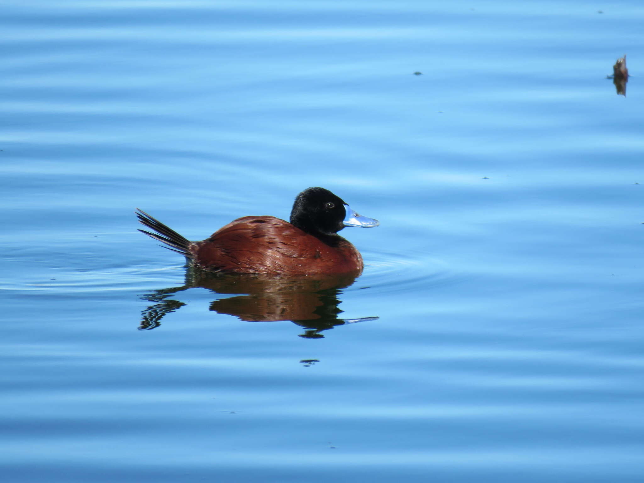 Image of Lake Duck
