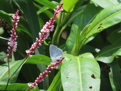 Image of Celastrina lavendularis himilcon (Fruhstorfer 1909)