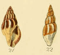 Image of Mangelia costata (Pennant 1777)