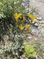 Image of limestone hawksbeard