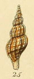 Image of Mangelia attenuata (Montagu 1803)