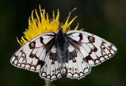 Image of Melanargia russiae