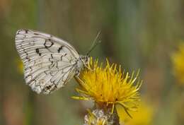 Image of Melanargia russiae