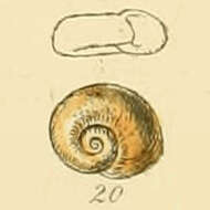 Image of Smooth Ram’s Horn Snail