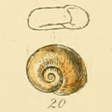 Image of Smooth Ram’s Horn Snail