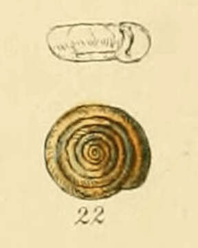 Image of Bathyomphalus Charpentier 1837