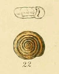Image of Bathyomphalus Charpentier 1837