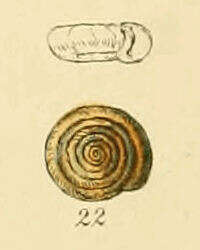 Bathyomphalus Charpentier 1837 resmi