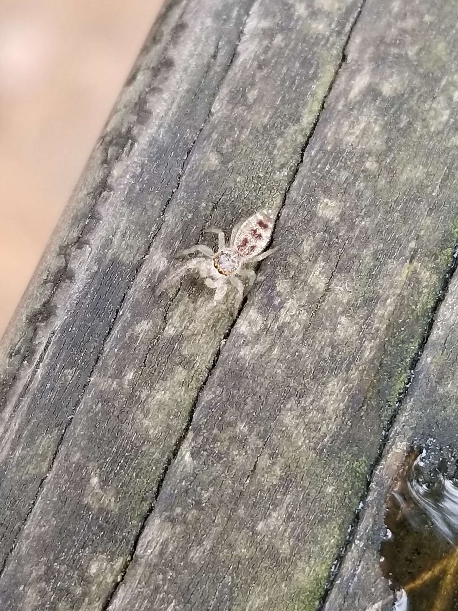 Image of White-Jawed Jumping Spider