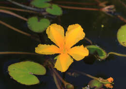 Image of yellow floatingheart