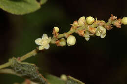 Image de Muehlenbeckia tamnifolia (Kunth) Meisn.