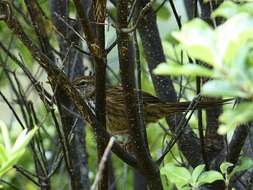 Poodytes punctatus (Quoy & Gaimard 1832) resmi