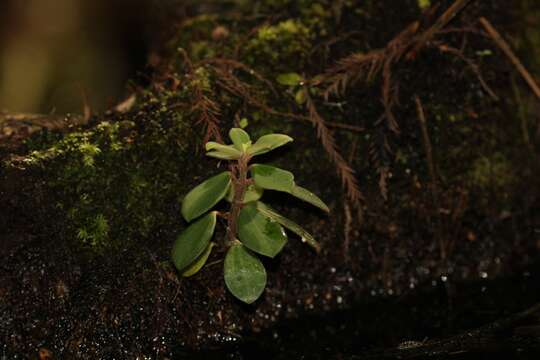 Image of Polynesian peperomia