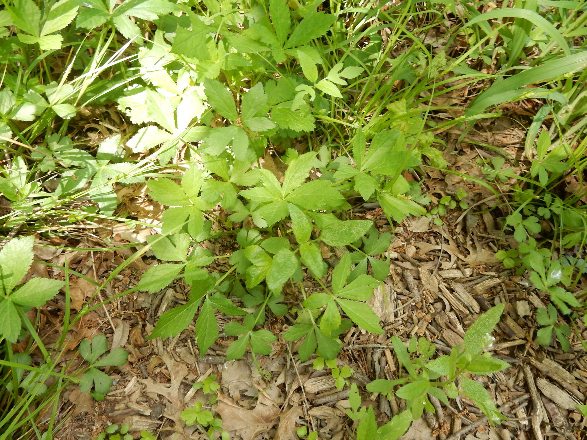 Imagem de Sanicula canadensis L.