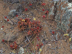 Image of <i>Crassula <i>atropurpurea</i></i> var. atropurpurea