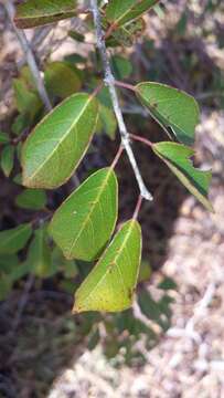 Image of Combretum longicollum C. C. H. Jongkind